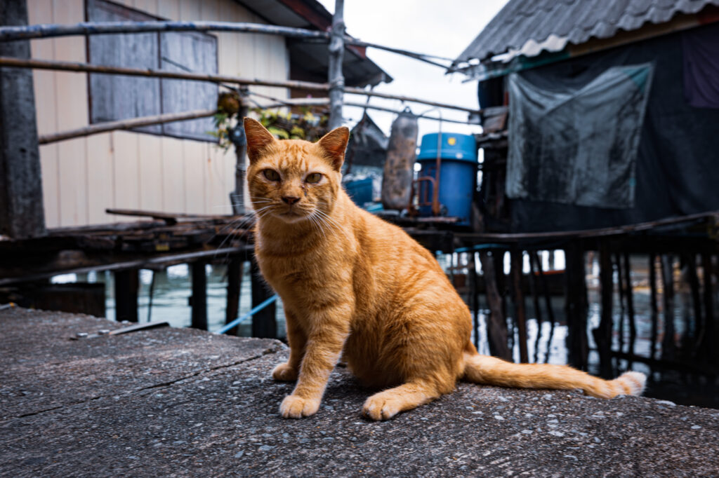 Koh Panyi